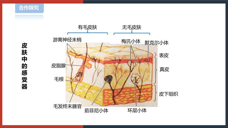 【华师大版】八下科学  3.3 皮肤感觉（课件+教案+导学案）06