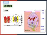 【华师大版】八下科学  3.4 味觉和嗅觉（课件+教案+导学案）