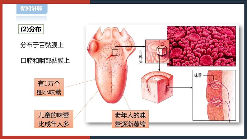 【华师大版】八下科学  3.4 味觉和嗅觉（课件+教案+导学案）05