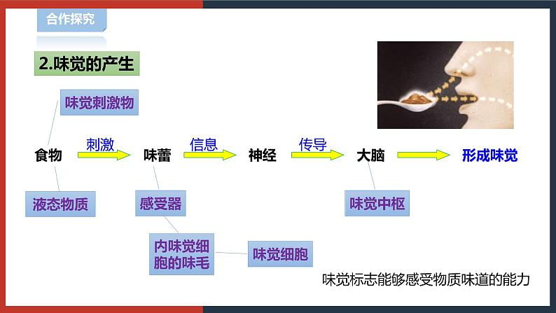 【华师大版】八下科学  3.4 味觉和嗅觉（课件+教案+导学案）06