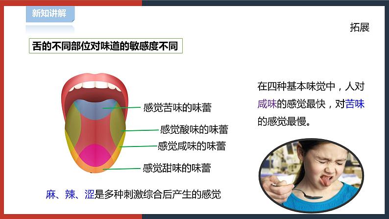 【华师大版】八下科学  3.4 味觉和嗅觉（课件+教案+导学案）07