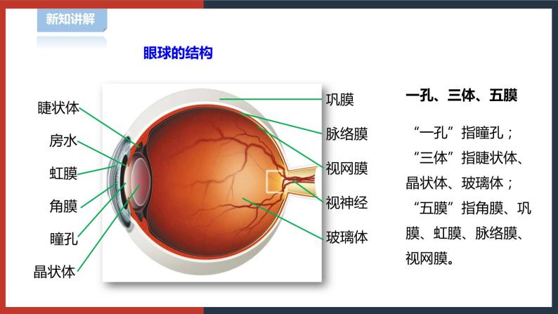 【华师大版】八下科学  3.1.1眼与视觉（课件+教案+导学案）06