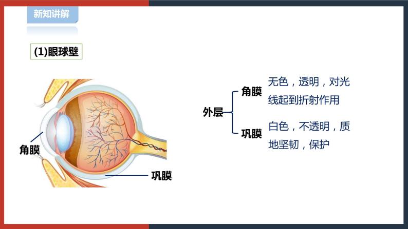 【华师大版】八下科学  3.1.1眼与视觉（课件+教案+导学案）07