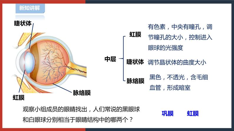 【华师大版】八下科学  3.1.1眼与视觉（课件+教案+导学案）08