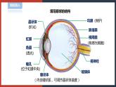 【华师大版】八下科学  3.1.2眼与视觉（课件+教案+导学案）