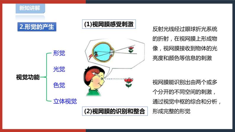 【华师大版】八下科学  3.1.2眼与视觉（课件+教案+导学案）05