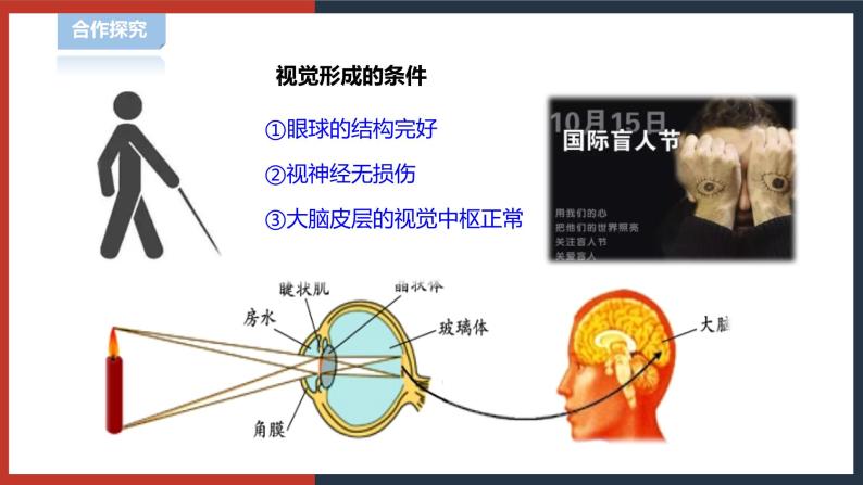 【华师大版】八下科学  3.1.2眼与视觉（课件+教案+导学案）07