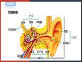 【华师大版】八下科学  3.2耳与听觉（课件+教案+导学案）