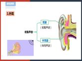 【华师大版】八下科学  3.2耳与听觉（课件+教案+导学案）