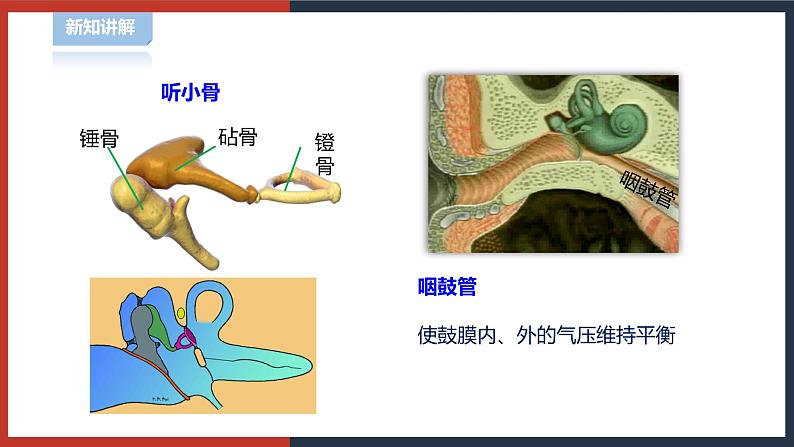 【华师大版】八下科学  3.2耳与听觉（课件+教案+导学案）07