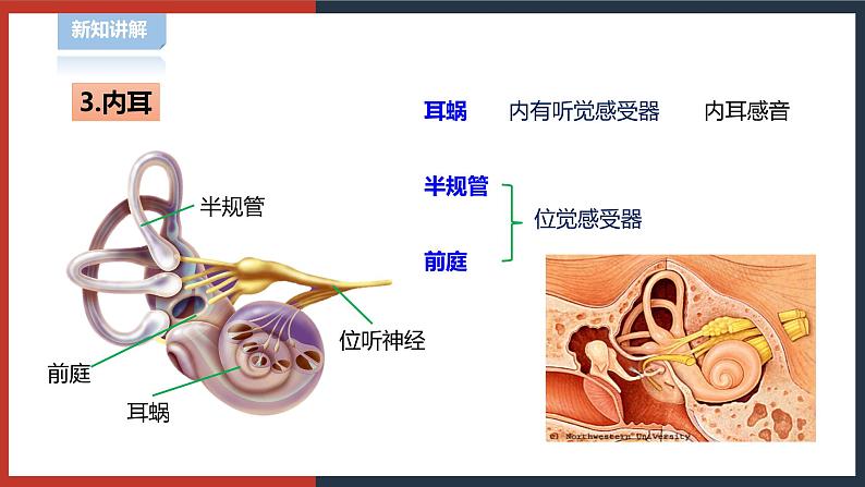 【华师大版】八下科学  3.2耳与听觉（课件+教案+导学案）08