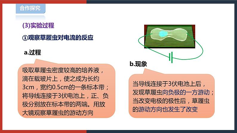 【华师大版】八下科学  7.1.1动物的行为（课件+教案+导学案）04