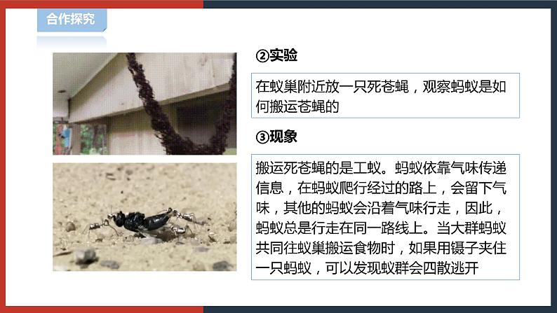 【华师大版】八下科学  7.1.3动物的行为（课件+教案+导学案）08