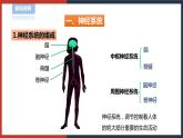 【华师大版】八下科学  7.2.1人体生命活动的神经调节（课件+教案+导学案）