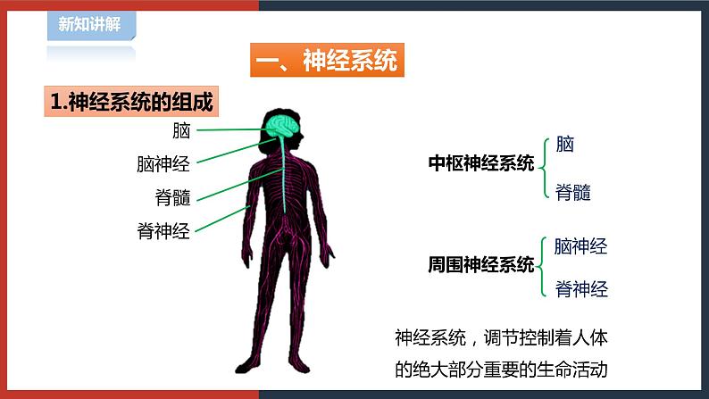 【华师大版】八下科学  7.2.1人体生命活动的神经调节（课件+教案+导学案）03