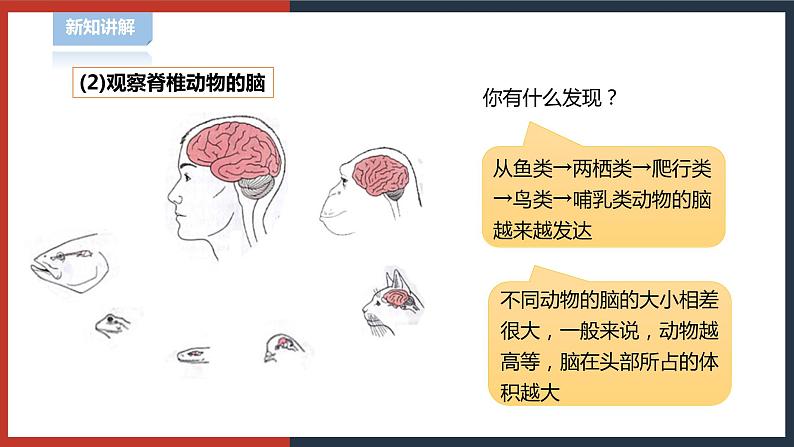 【华师大版】八下科学  7.2.1人体生命活动的神经调节（课件+教案+导学案）05