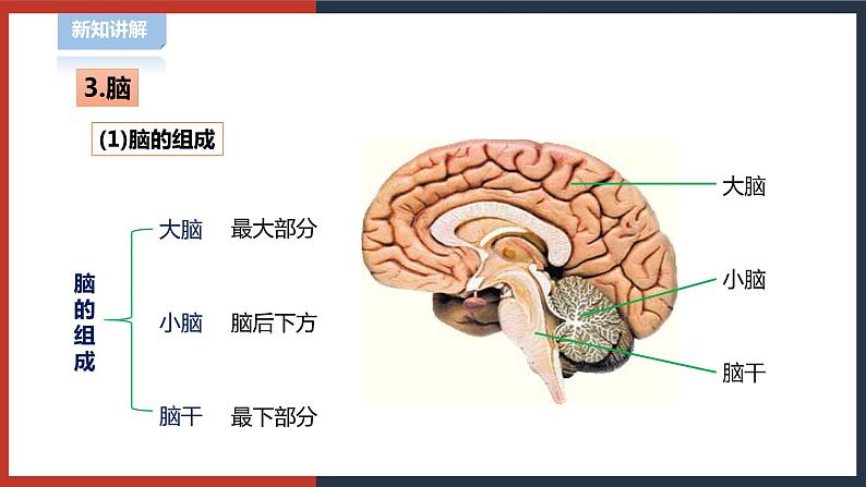 【华师大版】八下科学  7.2.1人体生命活动的神经调节（课件+教案+导学案）06