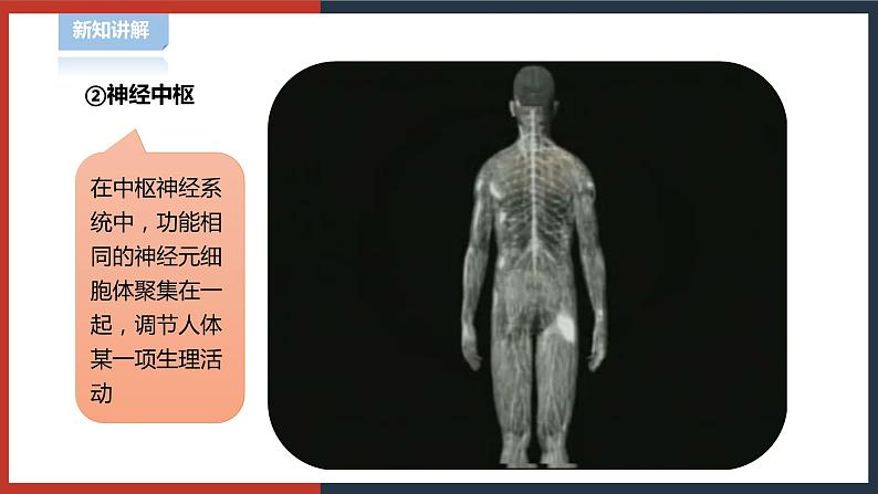 【华师大版】八下科学  7.2.1人体生命活动的神经调节（课件+教案+导学案）08