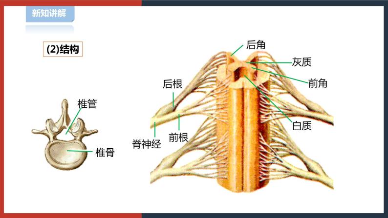 【华师大版】八下科学  7.2.2人体生命活动的神经调节（课件+教案+导学案）06