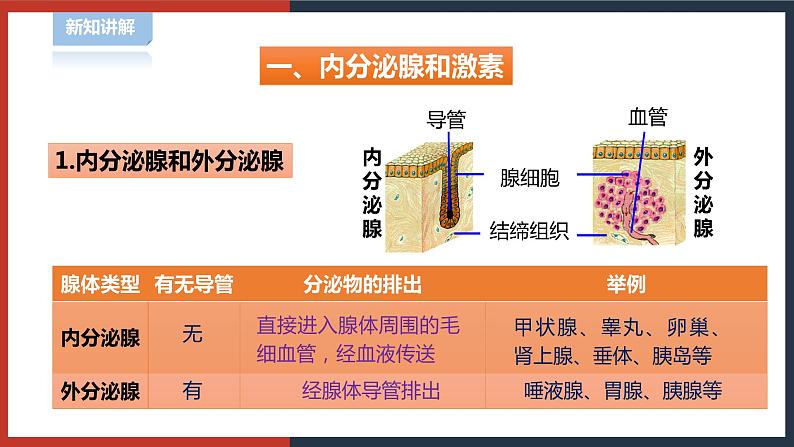 【华师大版】八下科学  7.3人体生命活动的激素调节（课件+教案+导学案）04