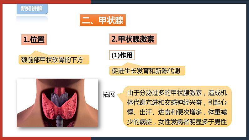 【华师大版】八下科学  7.3人体生命活动的激素调节（课件+教案+导学案）08
