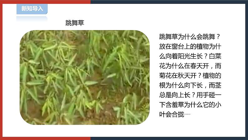 【华师大版】八下科学  7.5植物生命活动的调节（课件+教案+导学案）02