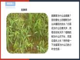 【华师大版】八下科学  7.5植物生命活动的调节（课件+教案+导学案）