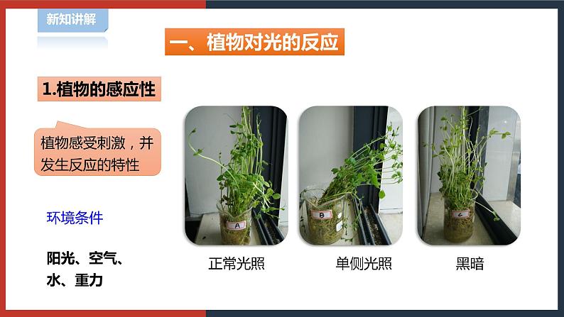 【华师大版】八下科学  7.5植物生命活动的调节（课件+教案+导学案）03