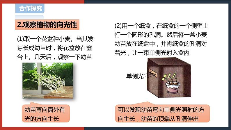 【华师大版】八下科学  7.5植物生命活动的调节（课件+教案+导学案）04