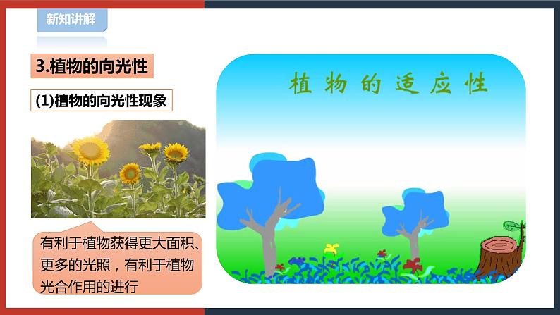 【华师大版】八下科学  7.5植物生命活动的调节（课件+教案+导学案）05