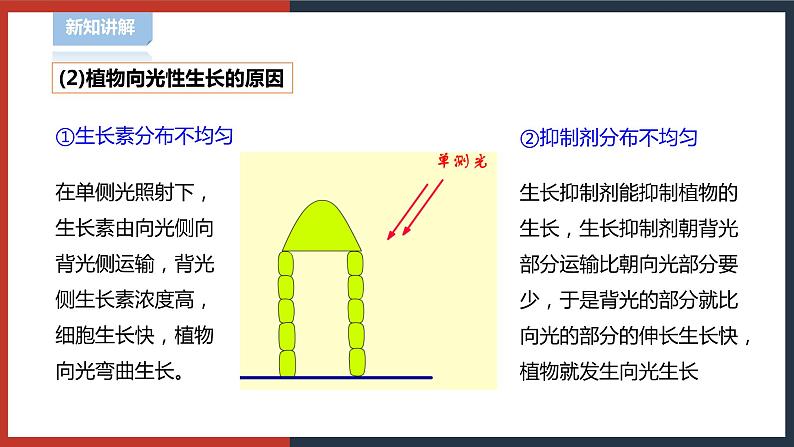 【华师大版】八下科学  7.5植物生命活动的调节（课件+教案+导学案）06