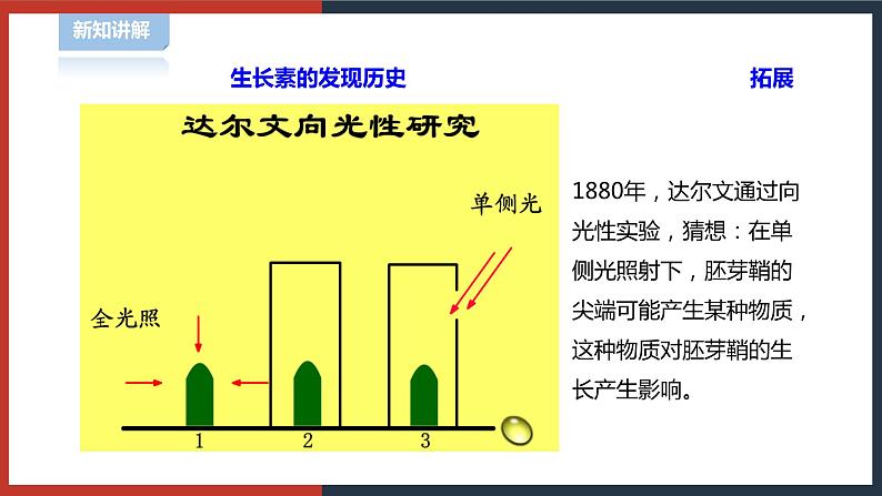 【华师大版】八下科学  7.5植物生命活动的调节（课件+教案+导学案）07