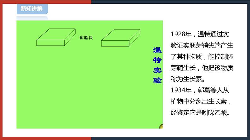 【华师大版】八下科学  7.5植物生命活动的调节（课件+教案+导学案）08