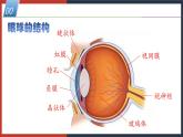 【华师大版】八下科学  2.4《眼的成像原理 视力的矫正》（课件+教案+导学案）