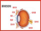 华师大版科学八年级下册2.4《眼的成像原理-视力的矫正》课件+素材