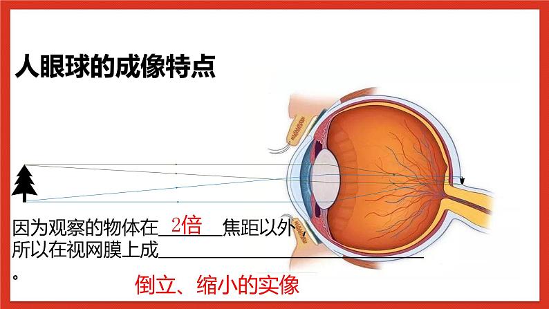 华师大版科学八年级下册2.4《眼的成像原理-视力的矫正》课件+素材08