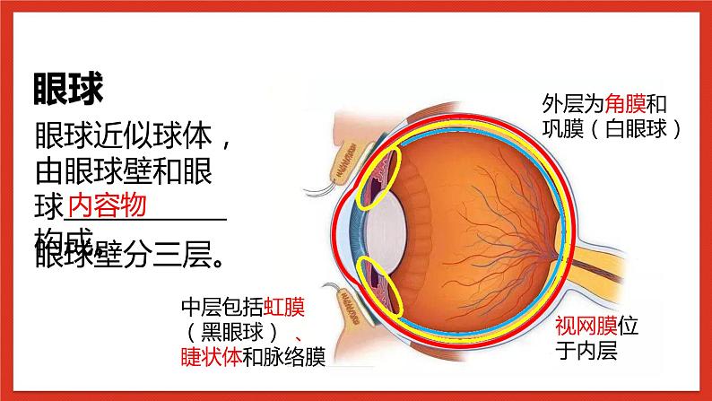 华师大版科学八年级下册3.1《眼和视觉》课件+素材07