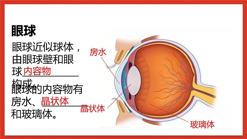 华师大版科学八年级下册3.1《眼和视觉》课件+素材08