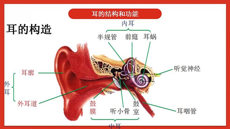 华师大版科学八年级下册3.2《耳和听觉》课件+素材05