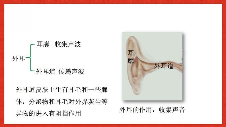 华师大版科学八年级下册3.2《耳和听觉》课件+素材07