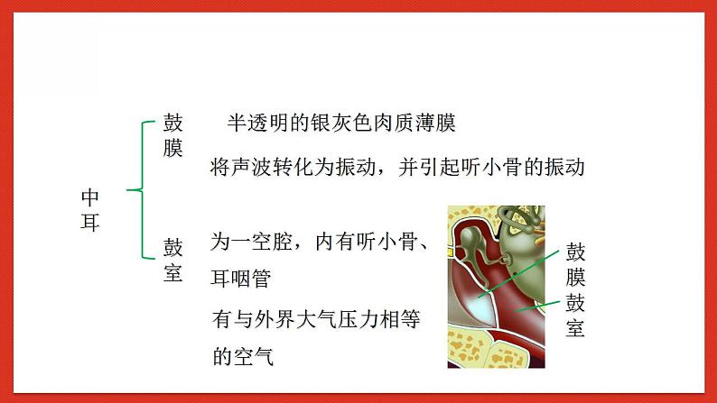 华师大版科学八年级下册3.2《耳和听觉》课件+素材08