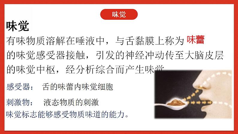 华师大版科学八年级下册3.4《味觉与嗅觉》 课件06