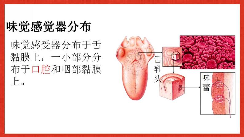 华师大版科学八年级下册3.4《味觉与嗅觉》 课件07