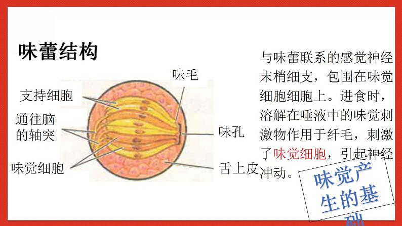 华师大版科学八年级下册3.4《味觉与嗅觉》 课件08