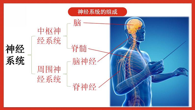 华师大版科学八年级下册7.2.1《人体生命活动的神经调节1》课件+素材06