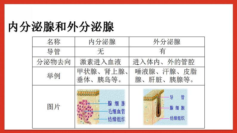 华师大版科学八年级下册7.3《人体生命活动的激素调节》 课件08