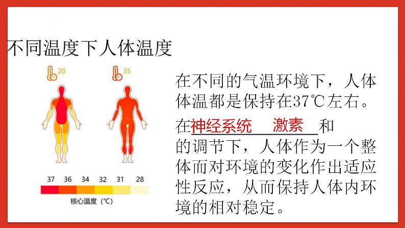 华师大版科学八年级下册7.4《人体是一个统一的整体》 课件05