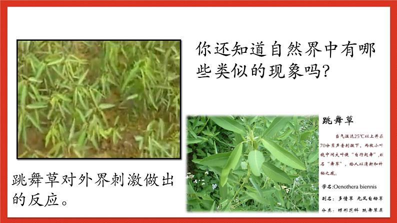 华师大版科学八年级下册7.5《植物生命活动的调节》课件+素材03