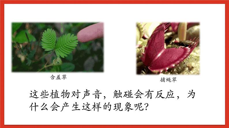 华师大版科学八年级下册7.5《植物生命活动的调节》课件+素材04