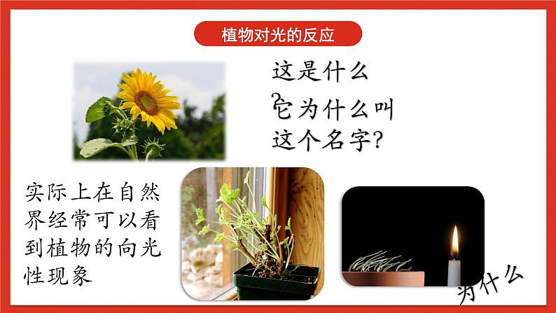 华师大版科学八年级下册7.5《植物生命活动的调节》课件+素材07